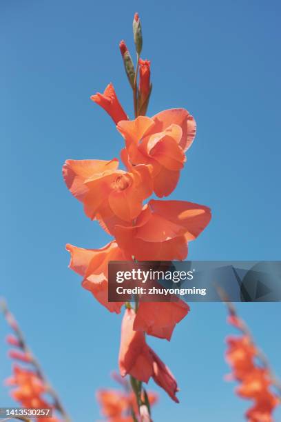 gladiolus - gladiolus stock pictures, royalty-free photos & images