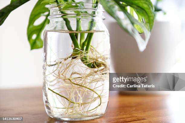propagated roots of monstera adansonii - monstera stockfoto's en -beelden