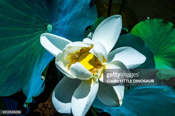 lotus flower bud and green leaf - omi stock pictures, royalty-free photos & images