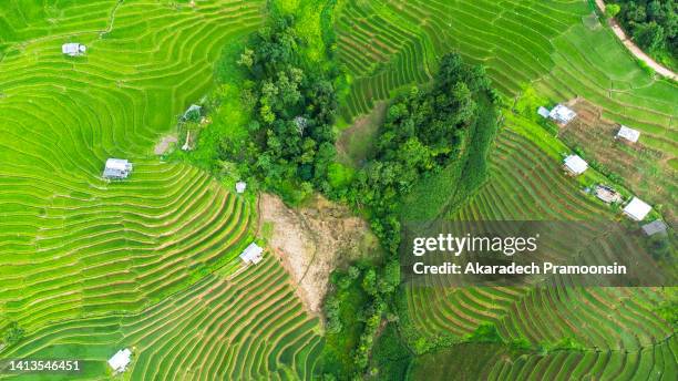 Sep Rice Field Step Rice Field Photos and Premium High Res Pictures - Getty Images