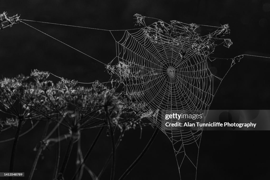 Spiders web