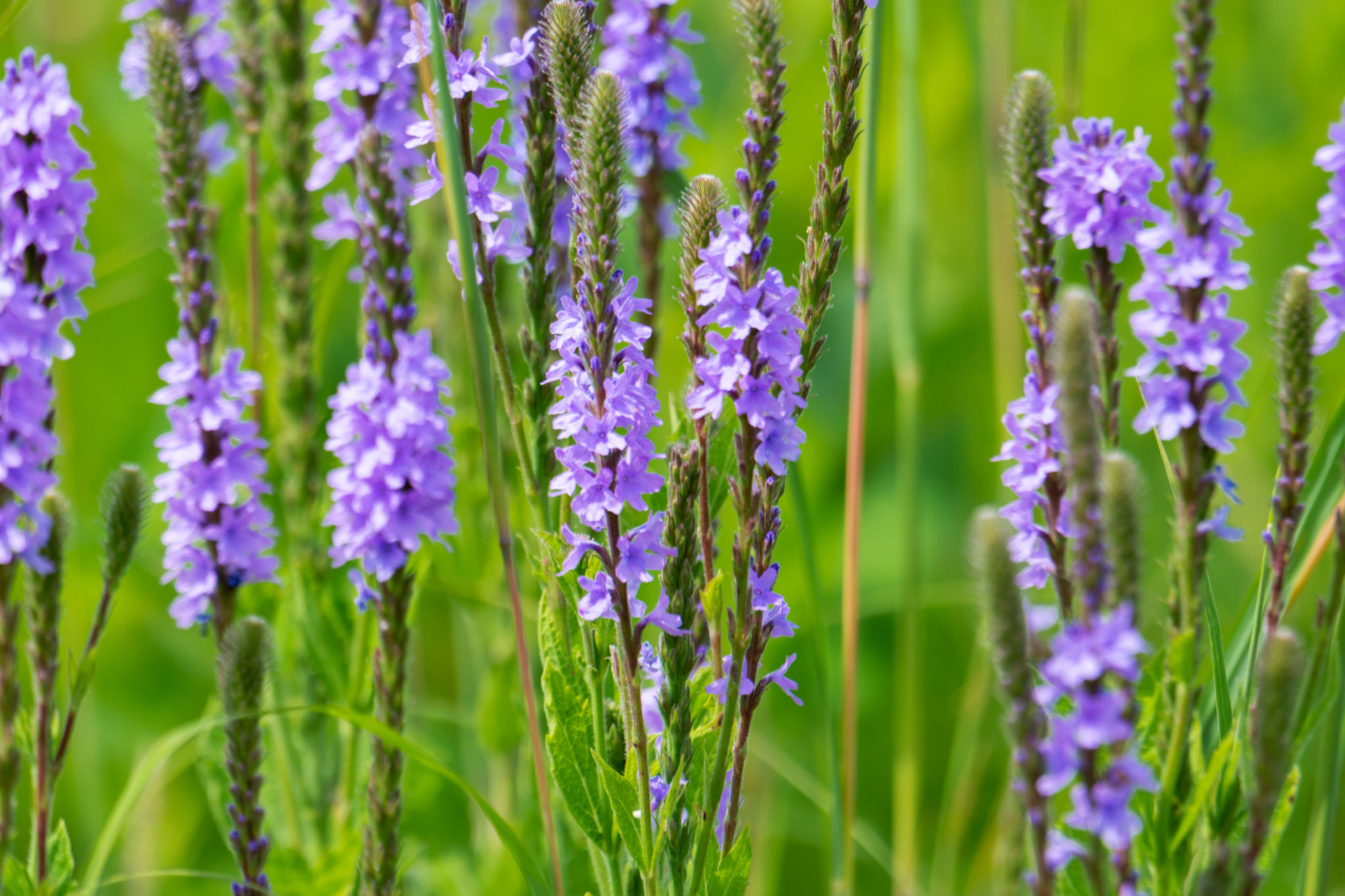 Vervain Rapper Discover Vervain's Healing Powers: Jamaican Wisdom, Ancient History ...