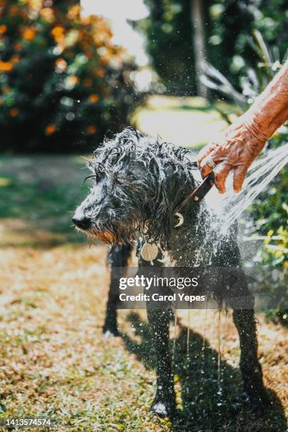 low section senior woman refreshing dog with  water hose in back yard - bush live stock-fotos und bilder