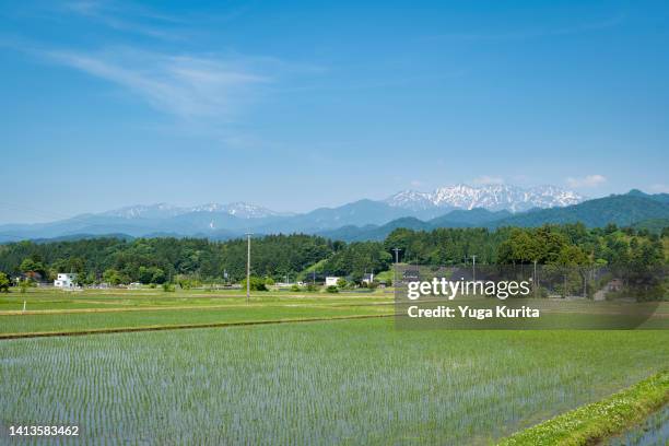 snowy mountains over rice fields in spring - prefeitura de niigata imagens e fotografias de stock