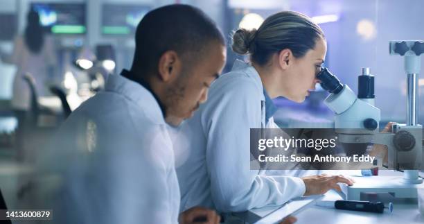 los profesionales serios de la ciencia masculinos y femeninos que usan batas de laboratorio en un laboratorio moderno usan un microscopio para analizar una placa de petri. un equipo de científicos en el campo de la investigación realizando experimentos - forens fotografías e imágenes de stock