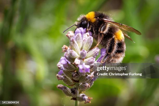 White-tailed bumblebee, Bombus lucorum, collects nectar from lavendar on August 08, 2022 in Knutsford, England. Through evolutionary development...