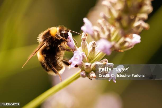 White-tailed bumblebee, Bombus lucorum, collects nectar from lavendar on August 08, 2022 in Knutsford, England. Through evolutionary development...