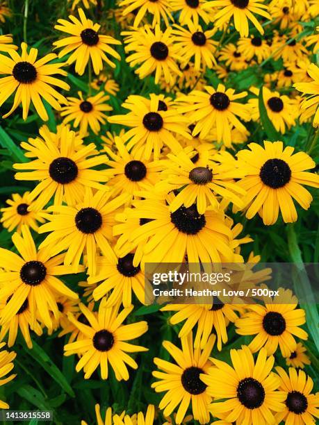 full frame shot of yellow flowering plants,columbus,ohio,united states,usa - annuals stock-fotos und bilder