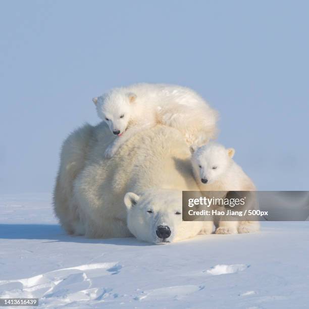 two polar bears play fight - cubs fotografías e imágenes de stock