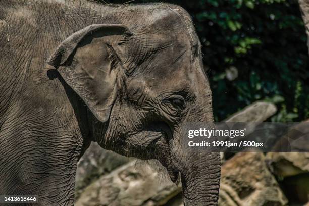 close-up of indian african asian elephant - elephant eyes 個照片及圖片檔