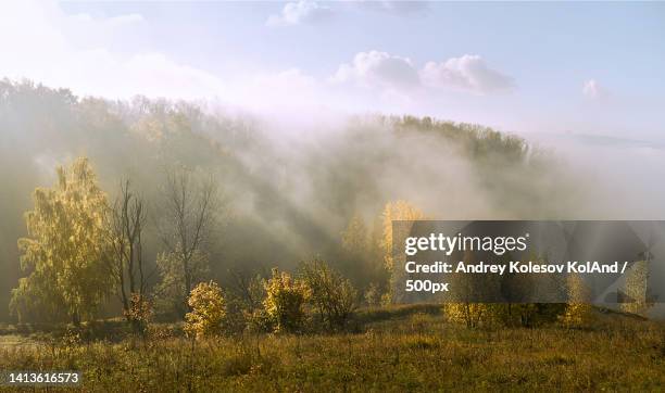 trees on field against sky,nizhnij novgorod,russia - nischni nowgorod stock-fotos und bilder