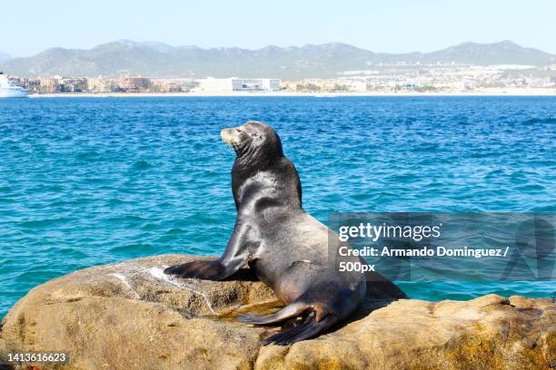 close-up of seal on rock by sea,cabo san lucas,mexico - cabo san lucas fotografías e imágenes de stock