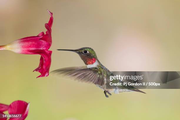 close-up of hummingbird pollinating on flower,coldwater,united states,usa - hummingbirds stock-fotos und bilder