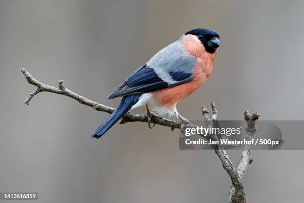 close-up of bird perching on branch - ciuffolotto comune eurasiatico foto e immagini stock
