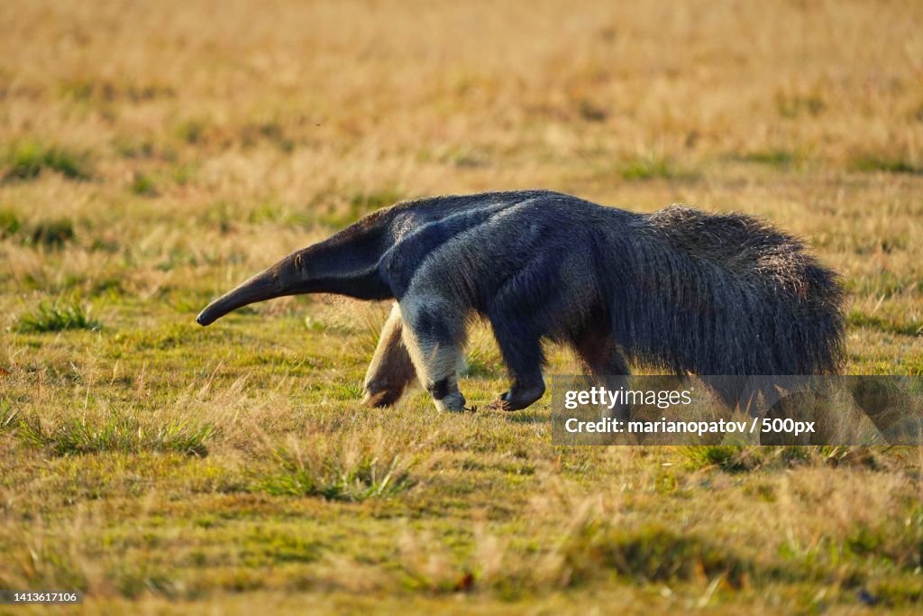 Side view of dog standing on grassy field,Brazil