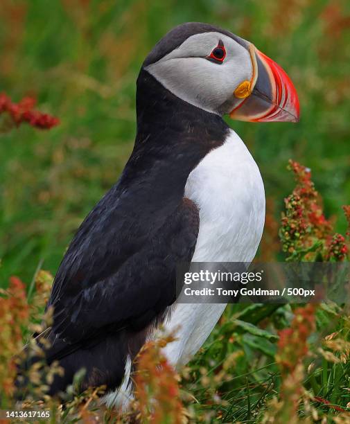 close-up of puffin perching on grassy field,heimaey,iceland - heimaey fotografías e imágenes de stock