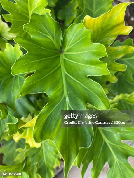 full frame shot of fresh green leaves,kailua,united states,usa - kailua stock-fotos und bilder