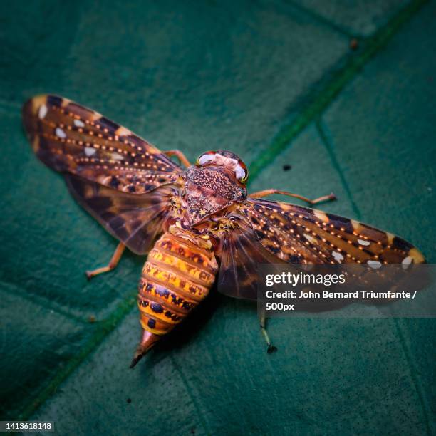 close-up of butterfly on leaf - hawk moth stock pictures, royalty-free photos & images