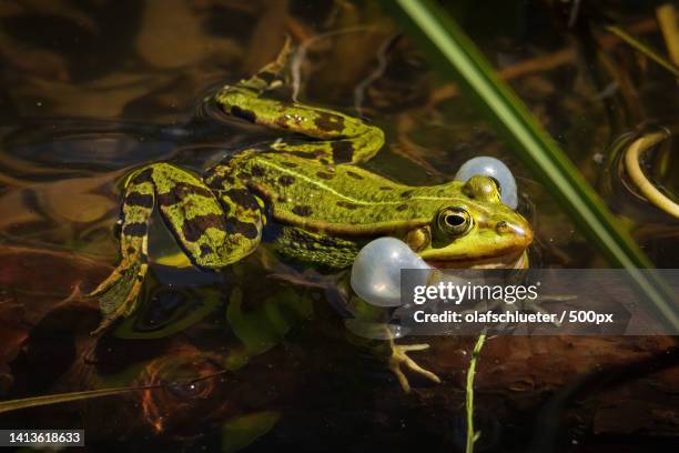 close-up of frog in lake - auge makro stock pictures, royalty-free photos & images