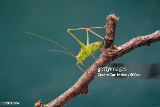 close-up of insect on plant,buckinghamshire,united kingdom,uk - grasshopper ストックフォトと画像