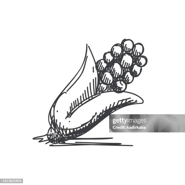 corn hand drawn line icon - crop duster stock illustrations