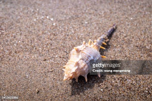 snails left on the beach after low tide - oceana stock pictures, royalty-free photos & images