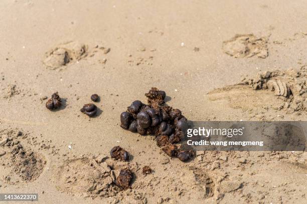 horse manure on the beach - sand pile stock pictures, royalty-free photos & images