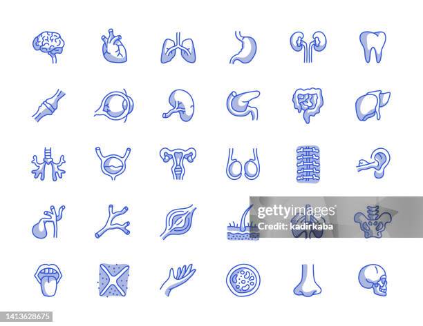 ilustraciones, imágenes clip art, dibujos animados e iconos de stock de órganos humanos dibujo a mano línea icono conjunto de iconos - heart anatomy