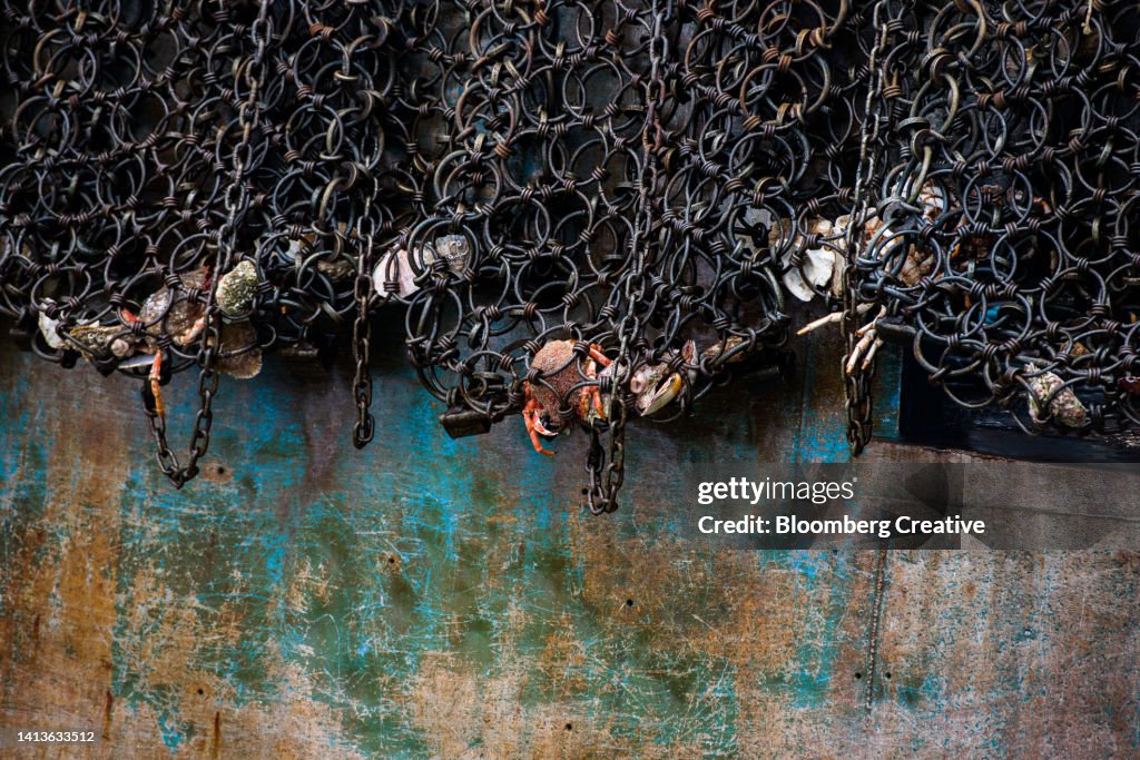 Seafood Caught In A Dredge On A Fishing Boat