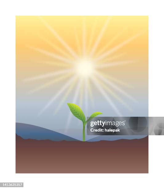 sunlight and tiny sapling - garden soil background stock illustrations