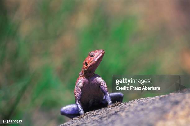 red-headed rock agama (agama agama) - agama stock pictures, royalty-free photos & images