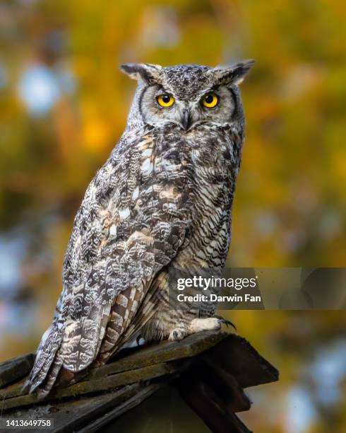 great horned owl - great horned owl stock pictures, royalty-free photos & images