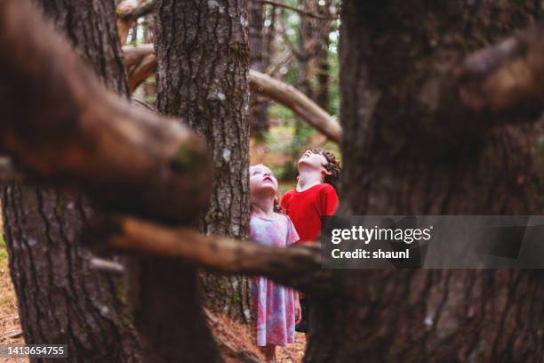 siblings explore national park forest - maritime provinces stock pictures, royalty-free photos & images