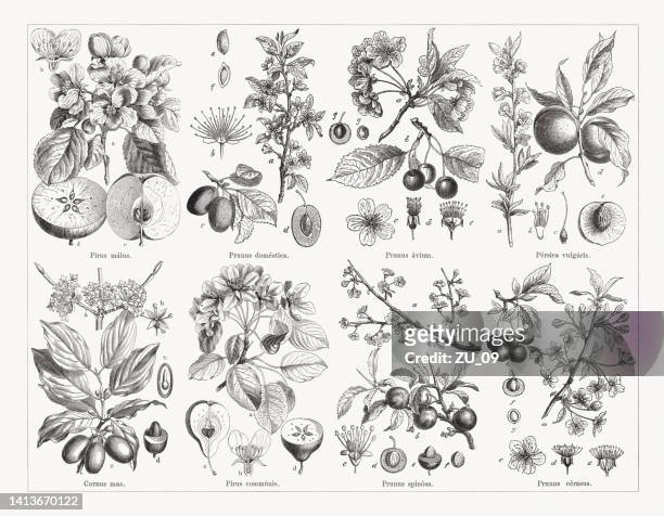 stockillustraties, clipart, cartoons en iconen met stone fruit plants (amygdaleae), wood engravings, published in 1884 - peer