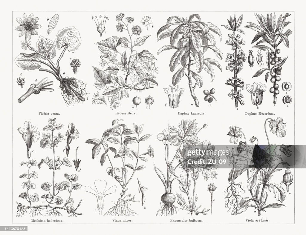 有用で薬用植物、木彫り、1884年に出版