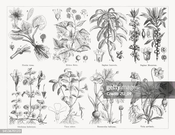 useful and medicinal plants, wood engravings, published in 1884 - pansy stock illustrations