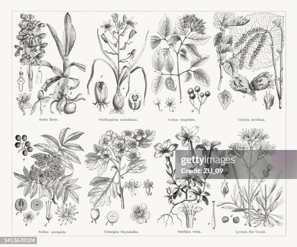 nutz- und heilpflanzen, holzstiche, veröffentlicht 1884 - deciduous tree stock-grafiken, -clipart, -cartoons und -symbole