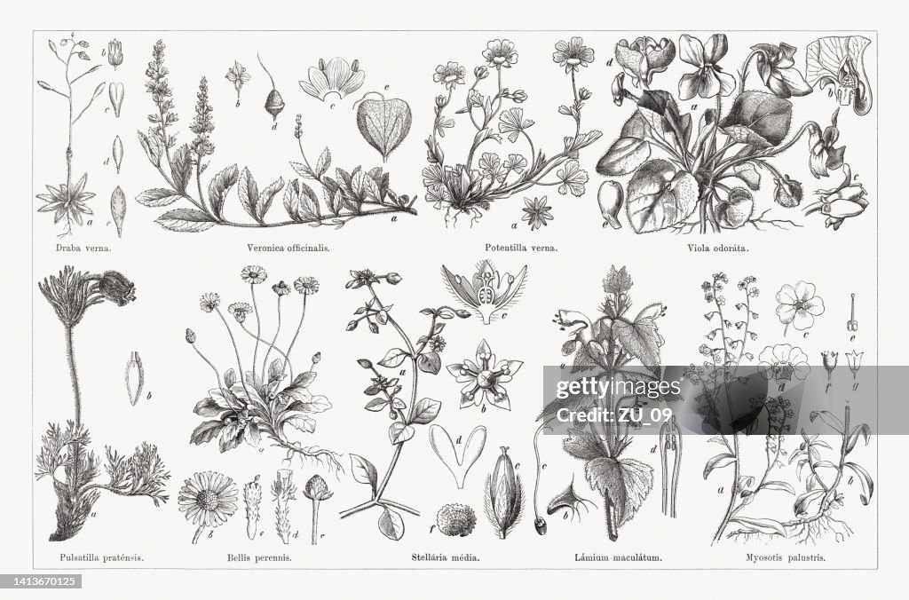 Useful and medicinal plants, wood engravings, published in 1884