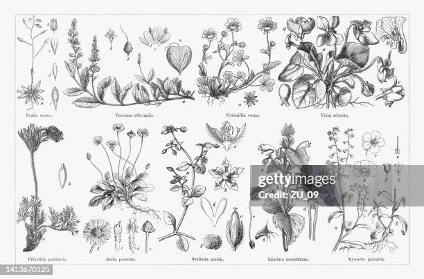 useful and medicinal plants, wood engravings, published in 1884 - viola odorata stock illustrations