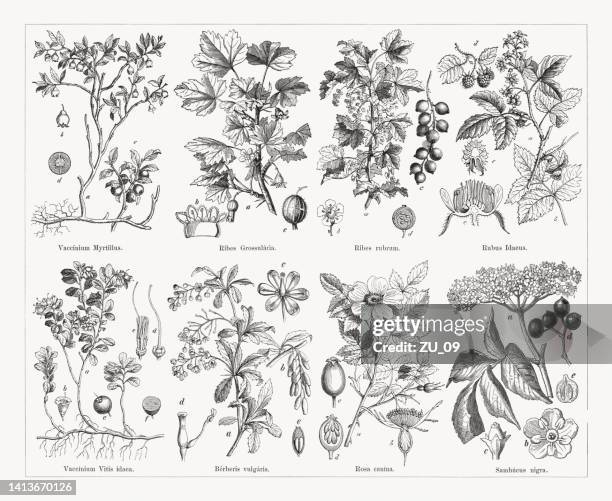 useful and medicinal plants, wood engravings, published in 1884 - blueberry bush stock illustrations