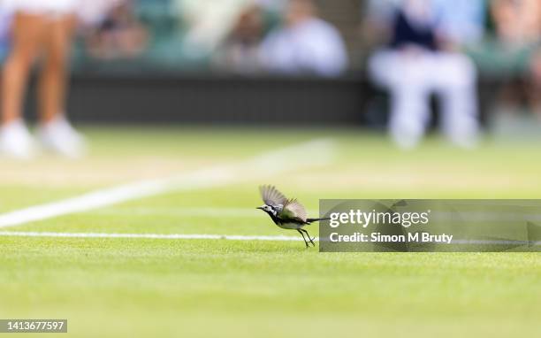 Pied Wagtail bird takes off during the Ladies Singles Fourth round match between Paula Badosa of Spain and Simona Halep of Romania at The Wimbledon...