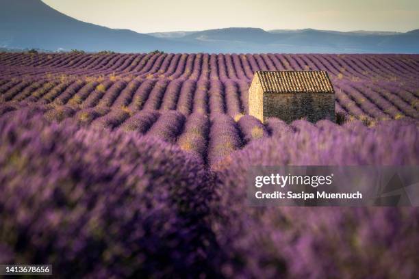 a house in lavender field at sunrise, plateau de valensole, provence, france - alpes de haute provence ストックフォトと画像