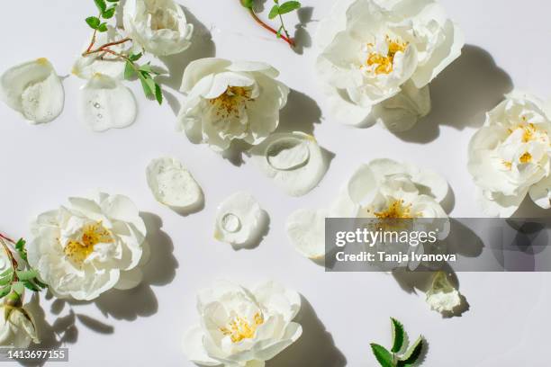 white flowers and buds floating on the white surface of the water with rings and ripples, splashes and bubbles. summer minimal nature background - white rose flower stock pictures, royalty-free photos & images