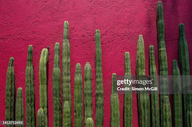 a row of mexican fencepost cacti (pachycereus marginatus) against a stucco wall painted mexican pink - central mexico stock pictures, royalty-free photos & images