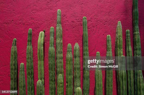 a row of mexican fencepost cacti (pachycereus marginatus) against a stucco wall painted mexican pink - central mexico ストックフォトと画像