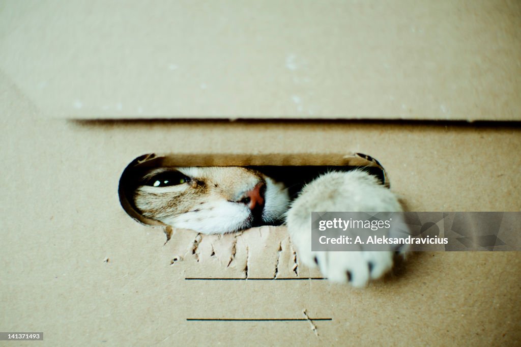 Cat in box