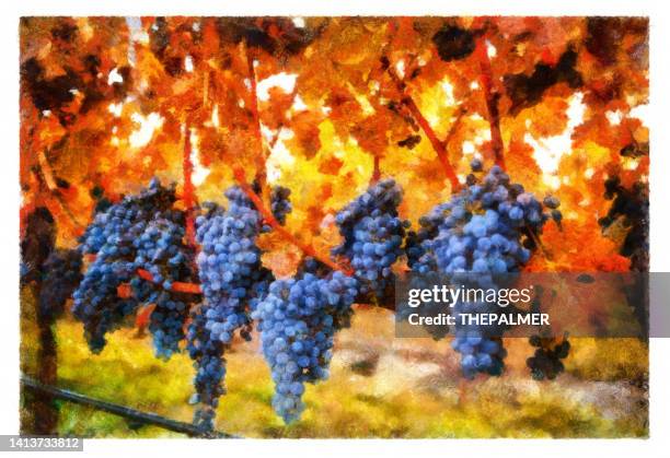 ripe grapes in napa - digital photo manipulation - napa valley stock illustrations