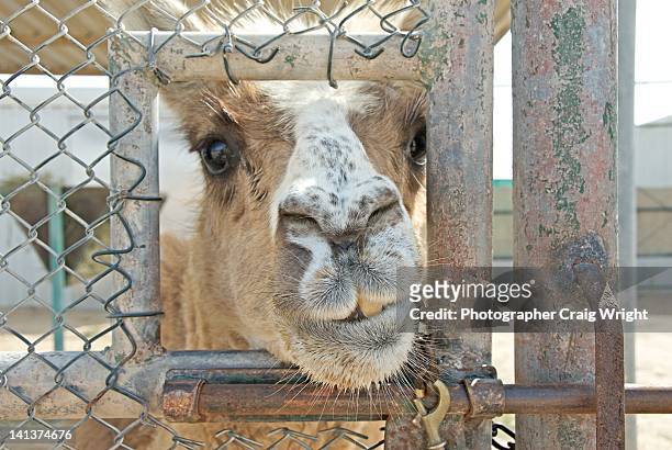 cama - camel/llama cross breed - dromedary camel bildbanksfoton och bilder