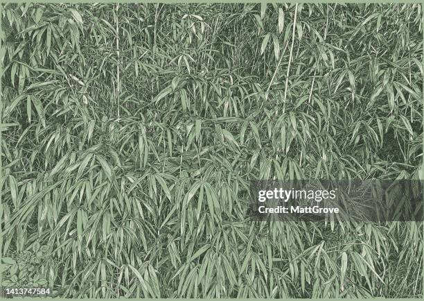 bamboo background. jungle, asian tropical rainforest - bamboo plant stock illustrations