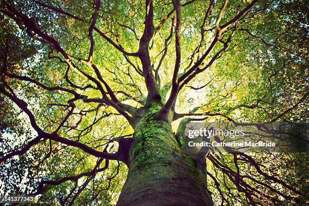 tree hugging - géant photos et images de collection